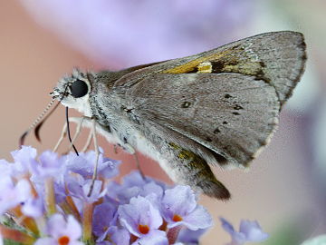 Varied Sedge Skipper (Hesperilla donnysa)