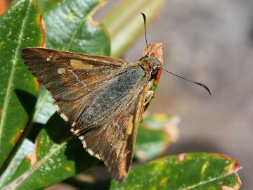 Flame Sedge Skipper