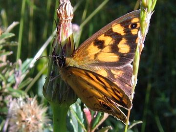 Bright-eyed Brown