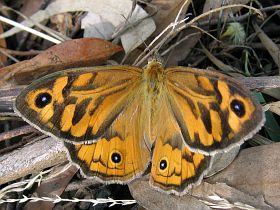 Common Brown (Heteronympha merope)