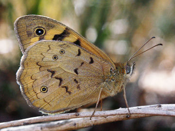 Common Brown (Heteronympha merope)