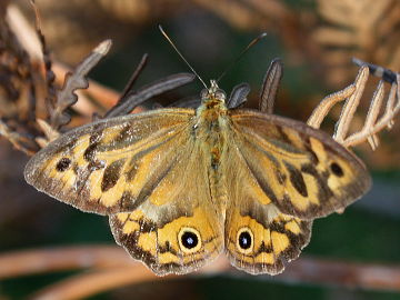 Common Brown (Heteronympha merope)