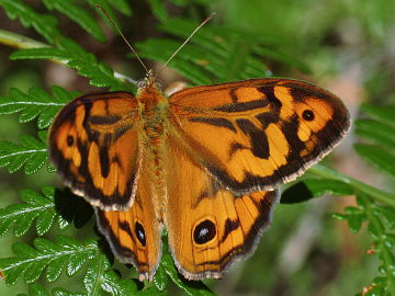 Common Brown (Heteronympha merope)