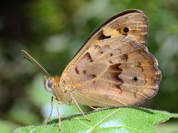 Common Brown (Heteronympha merope)