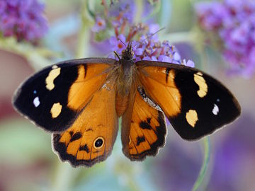 Common Brown (Heteronympha merope)