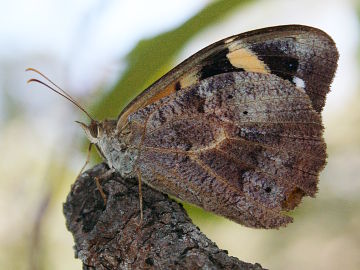 Common Brown (Heteronympha merope)