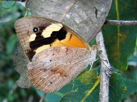 Common Brown (Heteronympha merope)