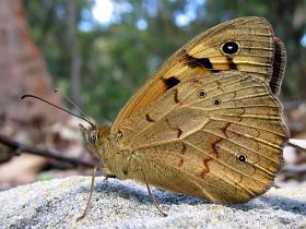 Common Brown (Heteronympha merope)