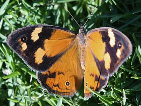 Common Brown (Heteronympha merope)