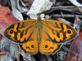 Common Brown (Heteronympha merope)