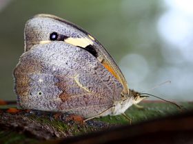 Common Brown (Heteronympha merope)