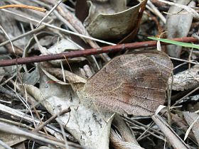 Common Brown (Heteronympha merope)