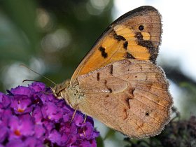 Common Brown (Heteronympha merope)