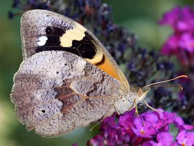 Common Brown (Heteronympha merope)