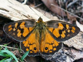 Shouldered Brown