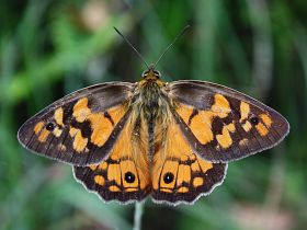 Shouldered Brown