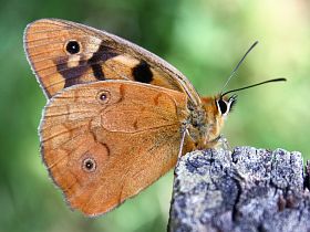 Shouldered Brown