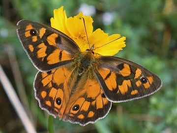 Shouldered Brown