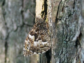 Rostbinde (Hipparchia semele)