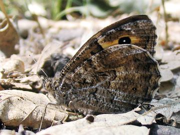 Rostbinde (Hipparchia semele)