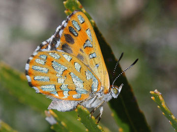 Turquoise Jewel