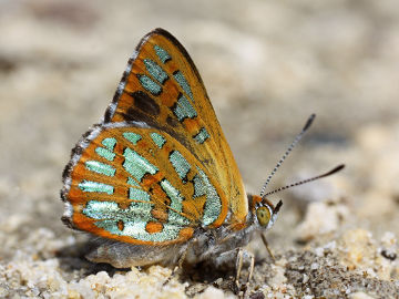 Turquoise Jewel