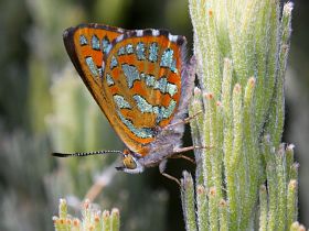 Turquoise Jewel