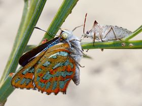 Turquoise Jewel