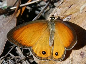 Orange Ringlet