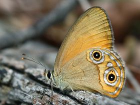 Orange Ringlet