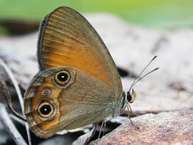 Orange Ringlet