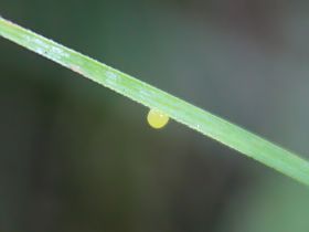 Orange Ringlet