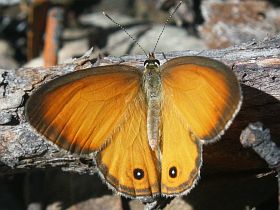 Orange Ringlet