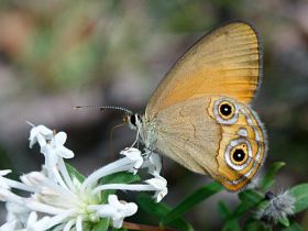 Orange Ringlet