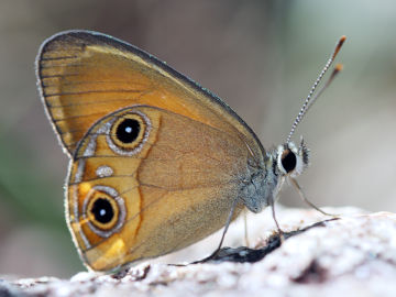 Orange Ringlet