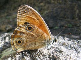 Rock Ringlet