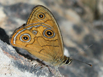 Rock Ringlet