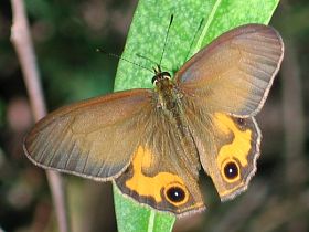 Brown Ringlet