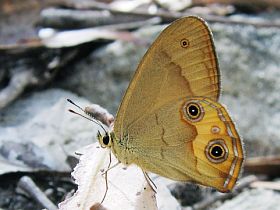 Brown Ringlet