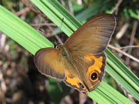 Brown Ringlet