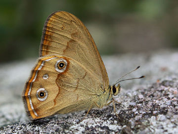 Brown Ringlet