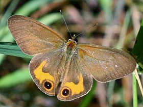 Brown Ringlet