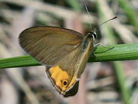 Grey Ringlet