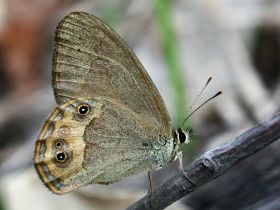 Grey Ringlet