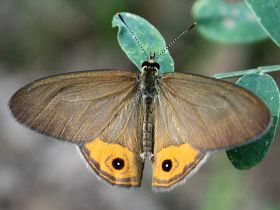 Grey Ringlet