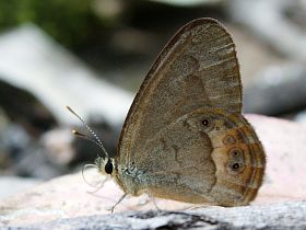 Grey Ringlet