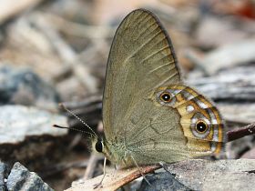 Grey Ringlet