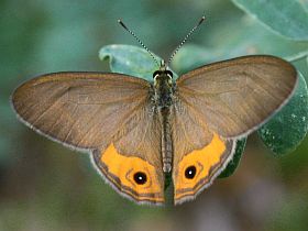 Grey Ringlet