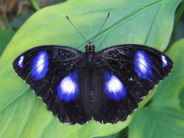 Varied Eggfly