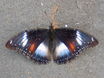 Varied Eggfly